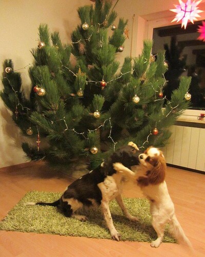 2014 weihnachten Ella und Kaisy Weihnachtsbaum
